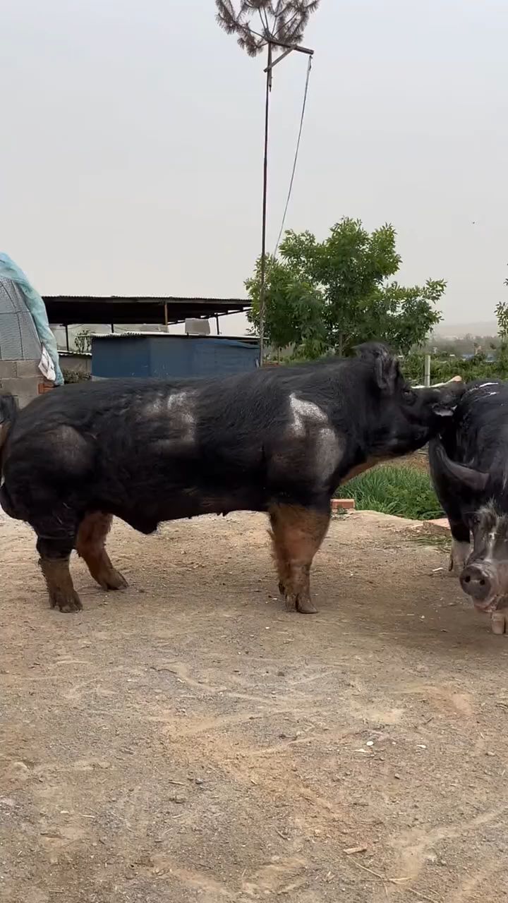 黑杜洛克品种大猪.