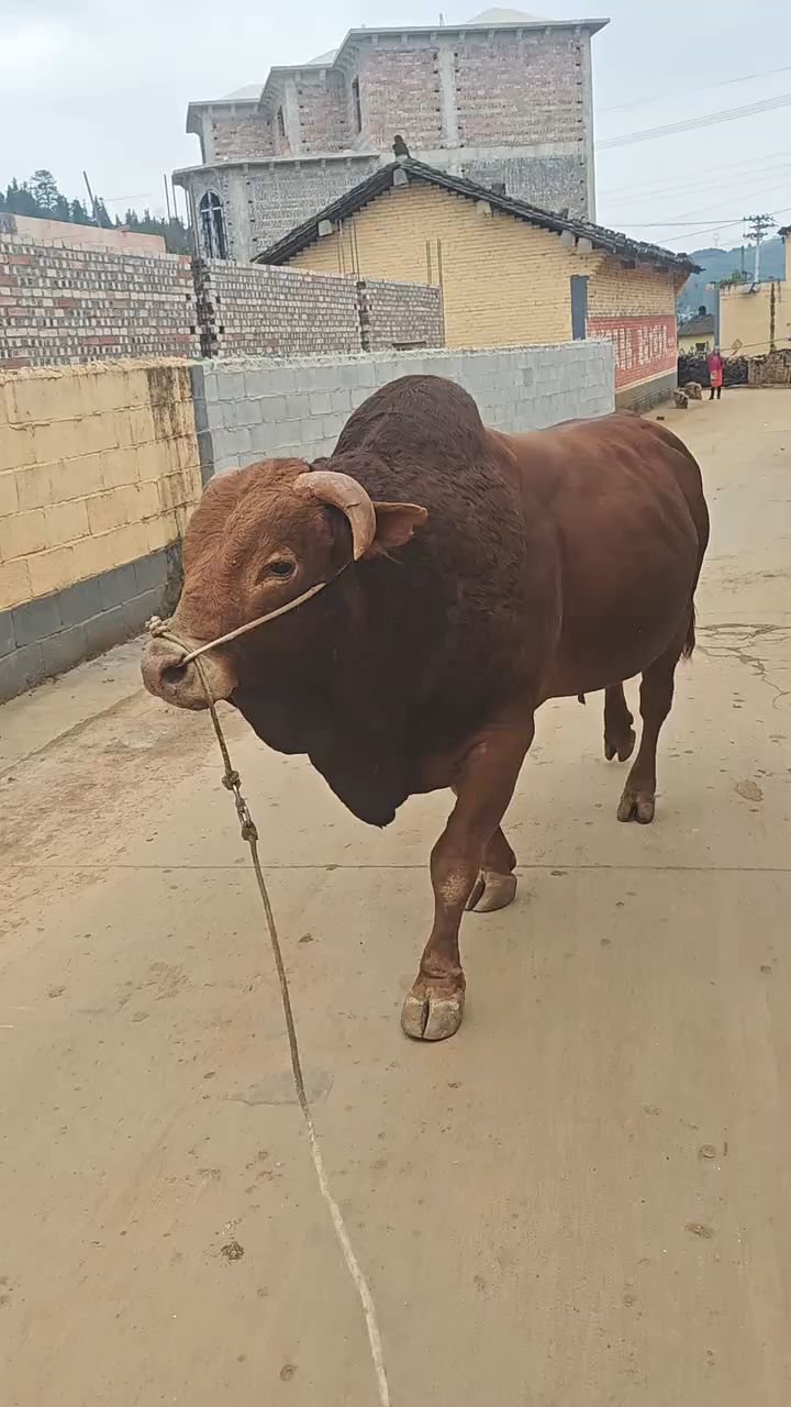 上饶牛头图片