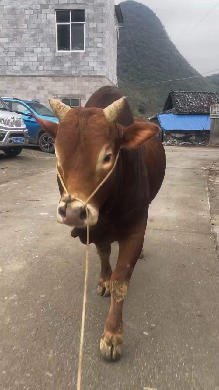 贵州本地土黄牛已经很少见了.