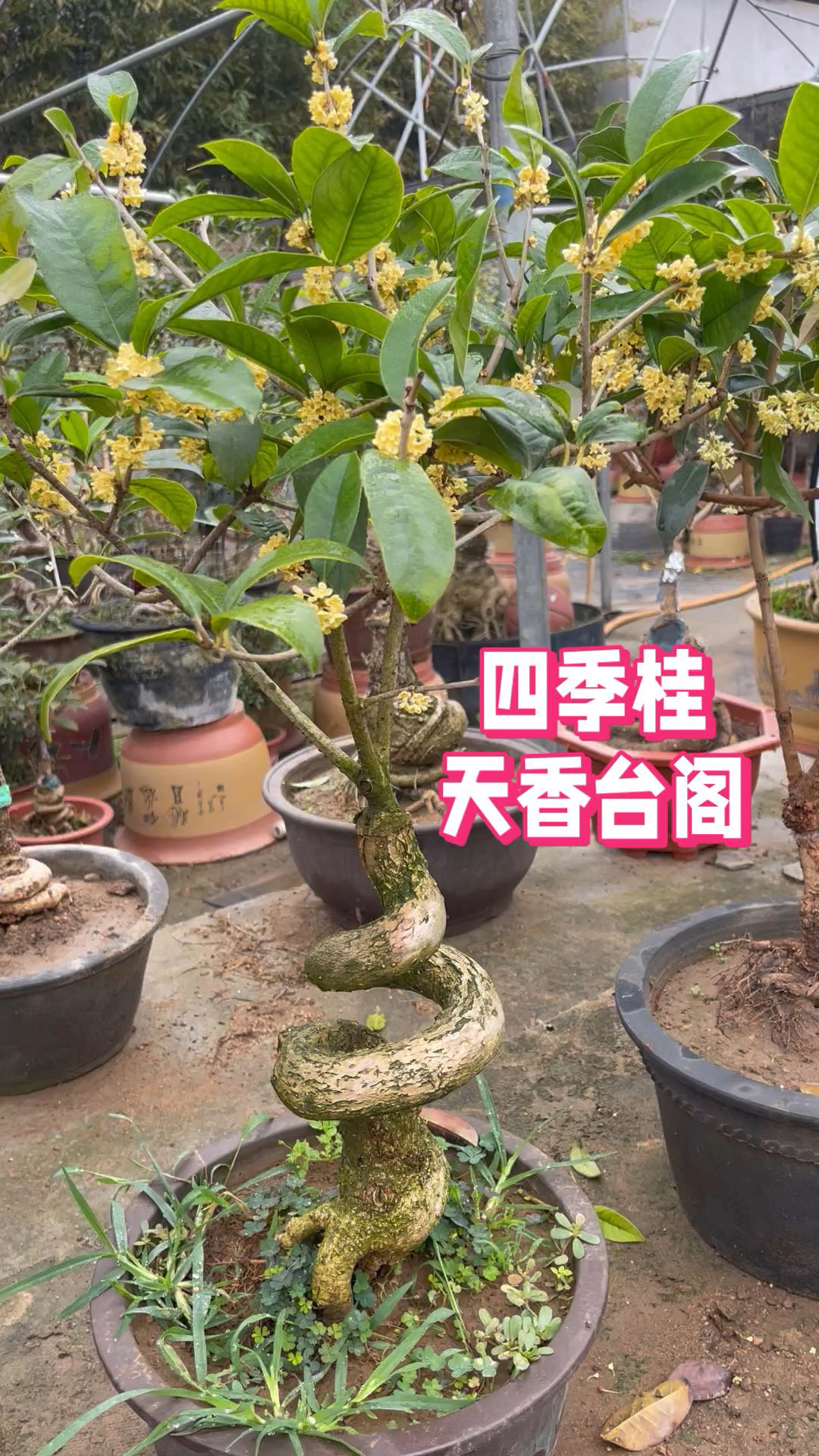 四季桂花天香台阁,黄色花,大小数适合室内养