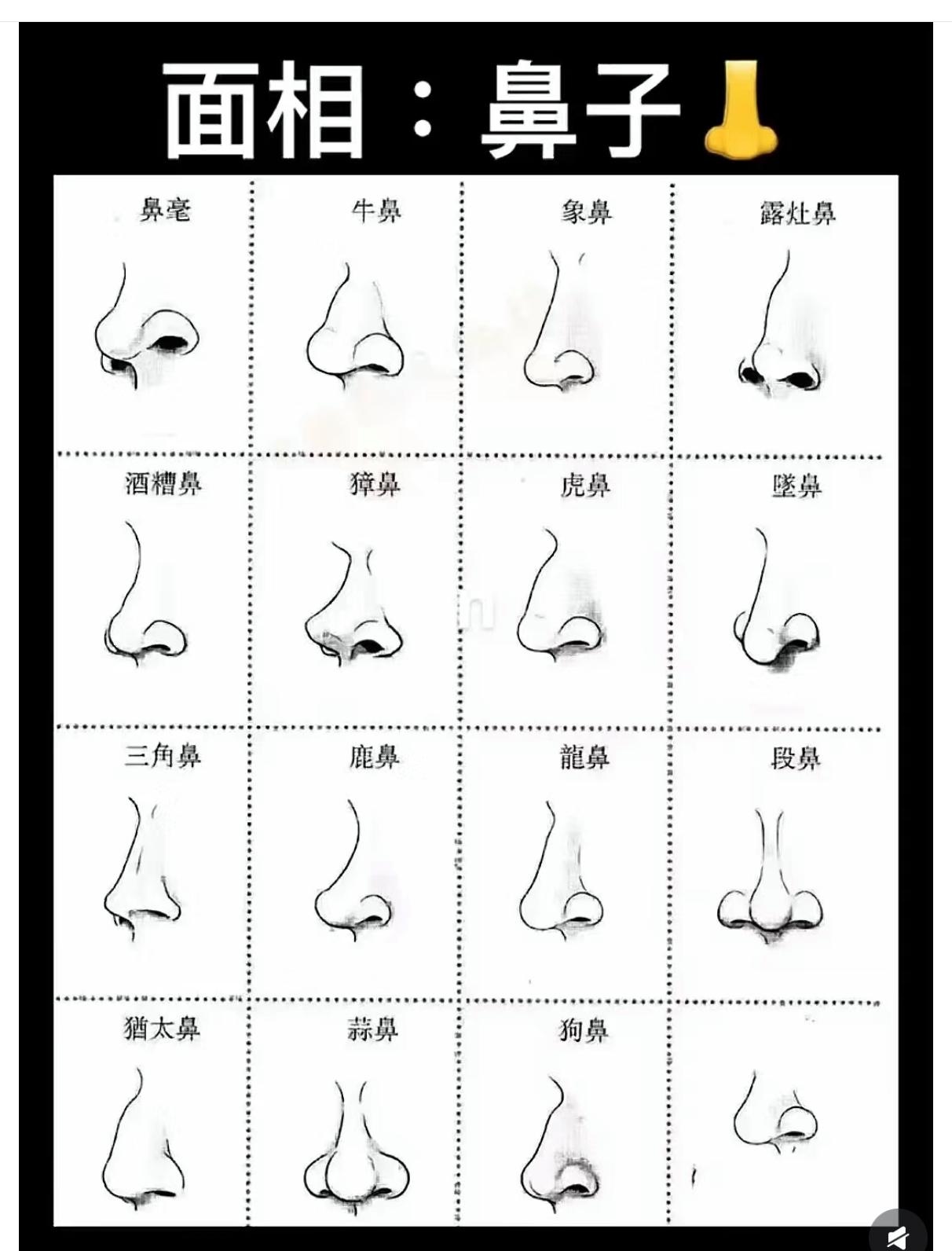 今天刷到了一张图,是关于各种不同类型鼻子的