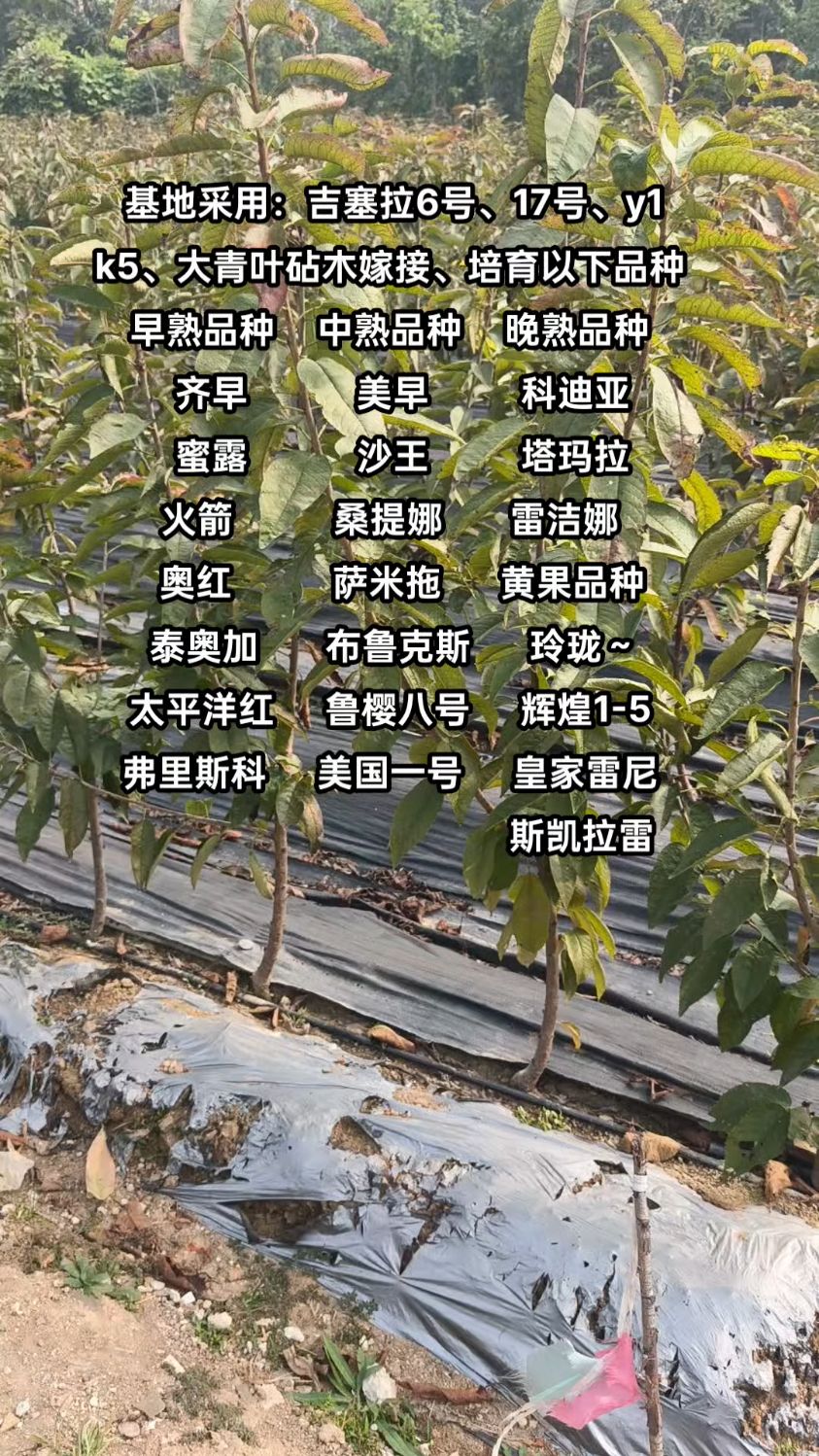 车厘子树产量图片