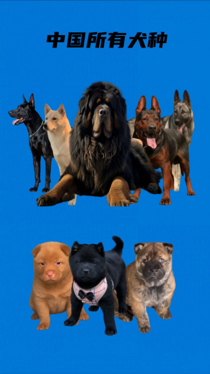 中国所有大型犬种,你认识几种?