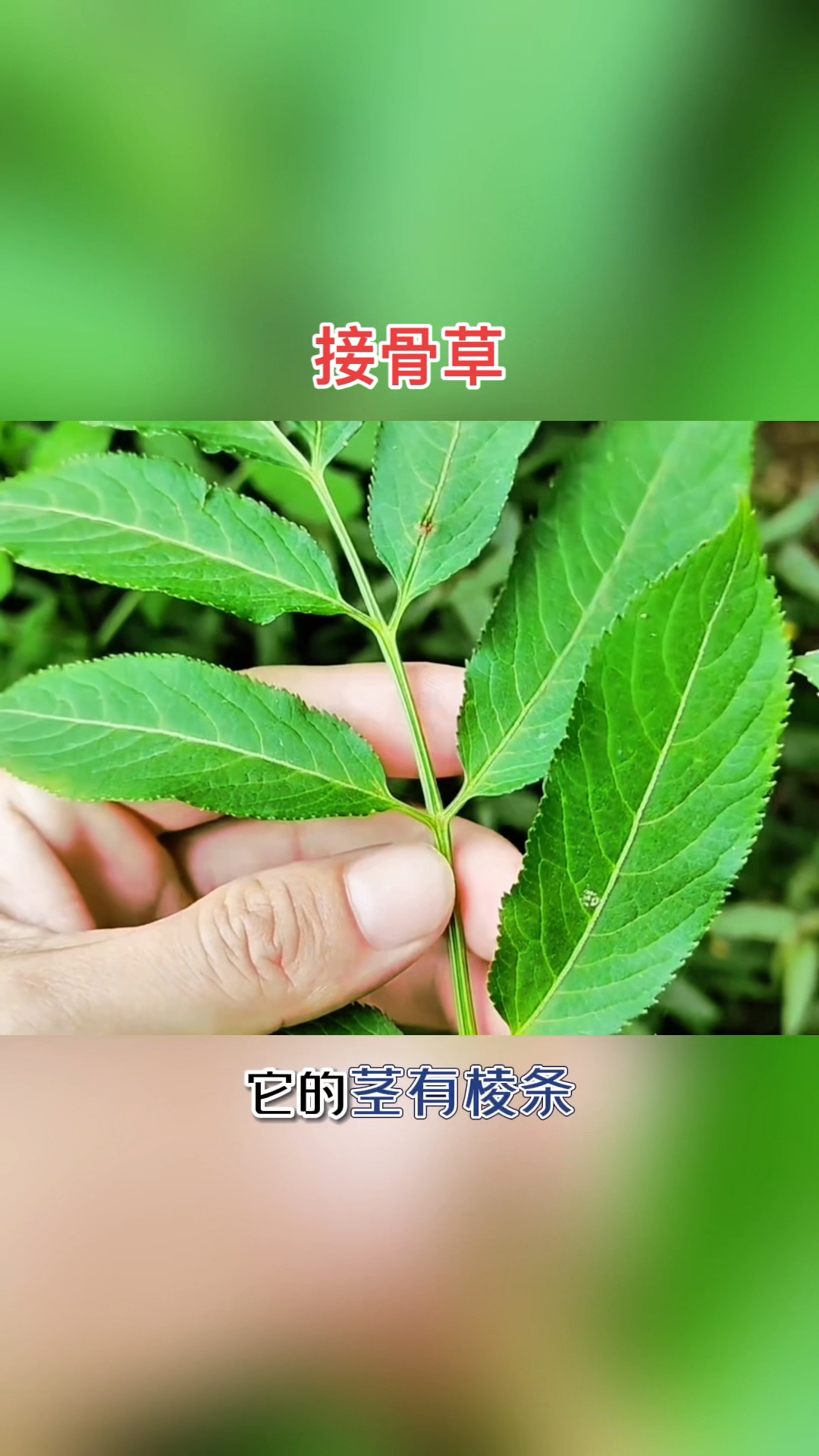 植物科普,接骨草.