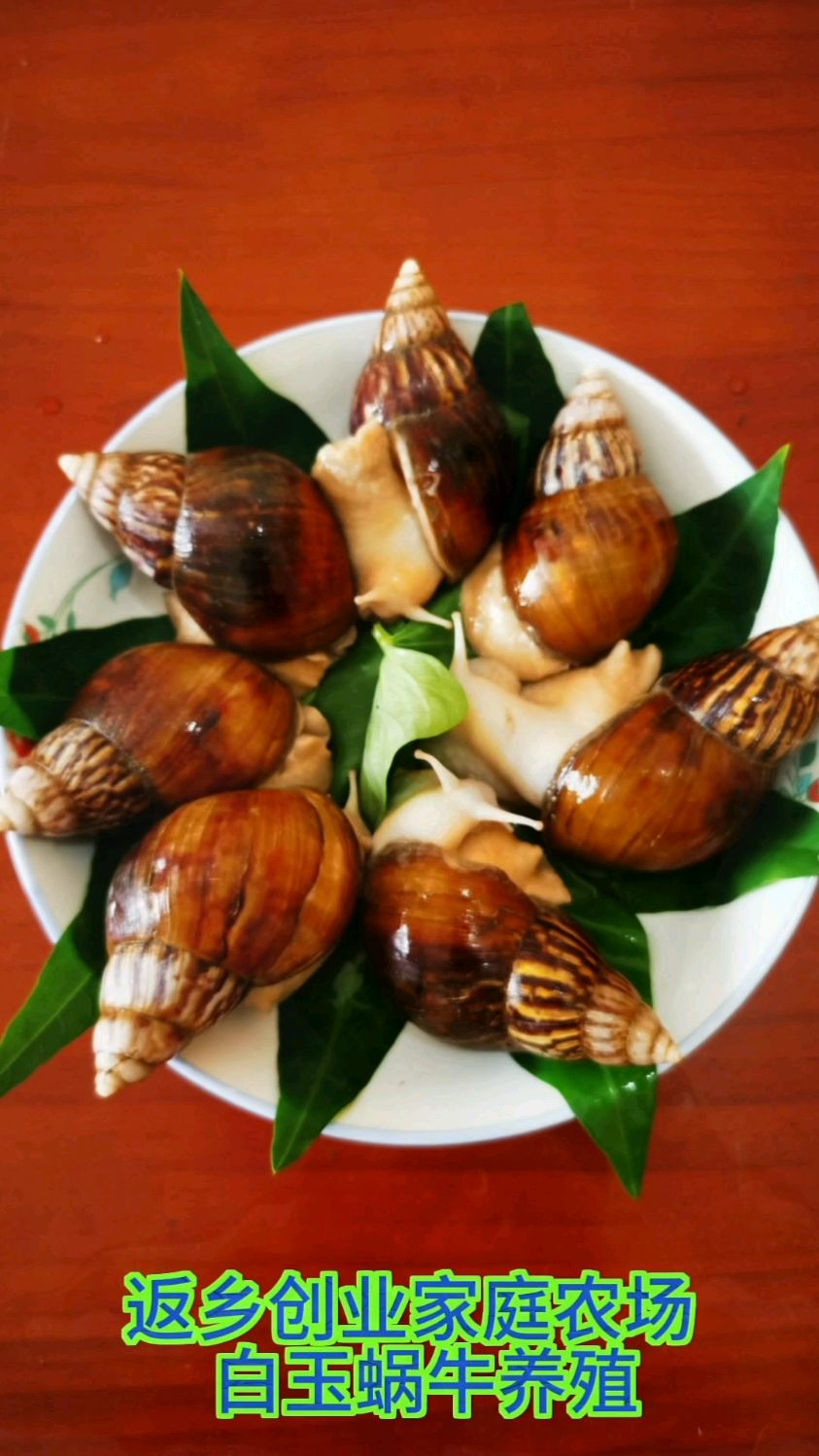 世界美食 白玉蜗牛