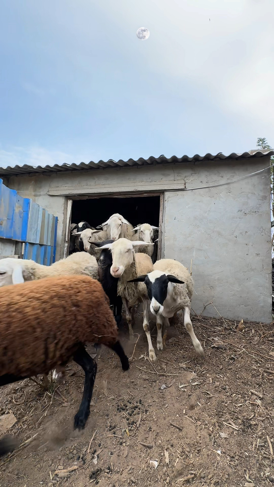 分享一个羊圈门制作方法,很实用,建议收藏