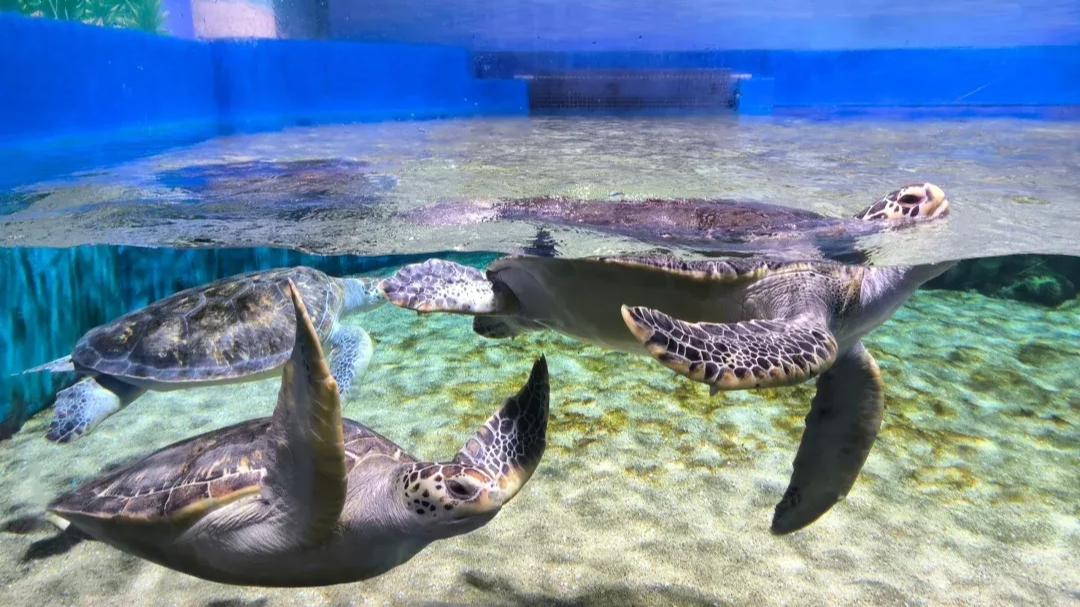 滨州海底世界:家门口的海洋奇幻之旅