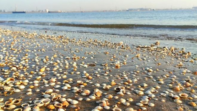 中国无棣贝壳堤岛,大海遗留的珍宝,独一无二的古贝壳滩脊海岸