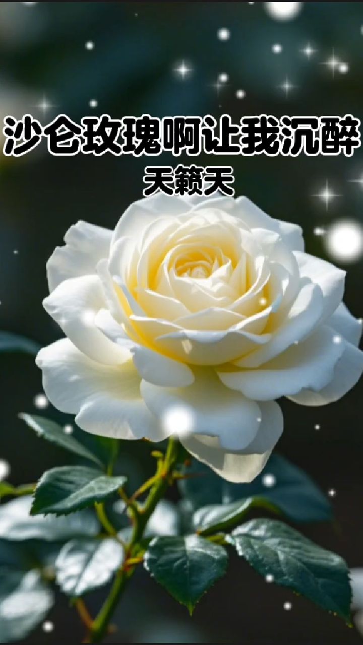沙仑玫瑰啊,让我沉醉