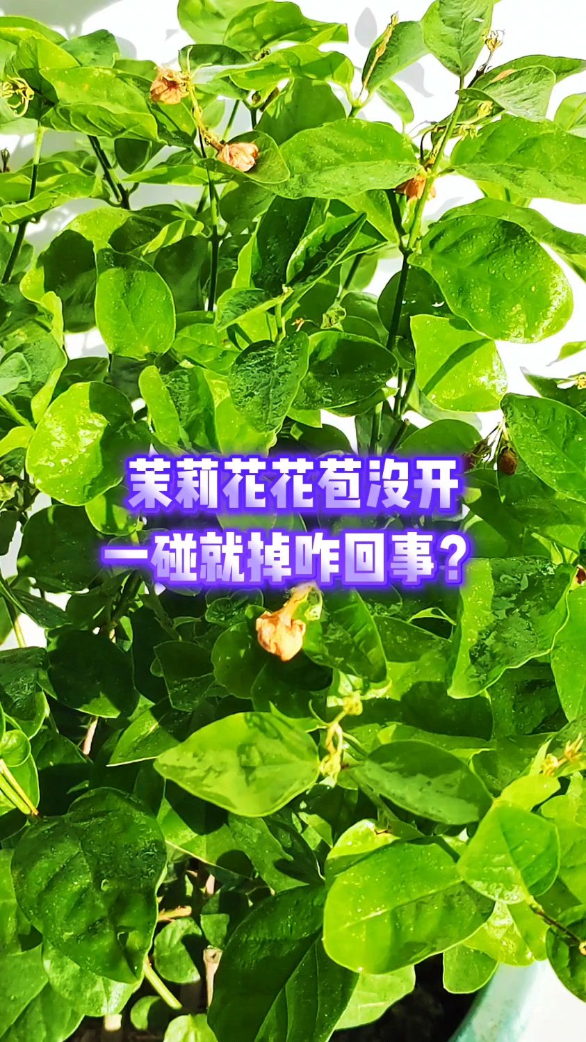 茉莉花花苞没开,一碰就掉咋回事?