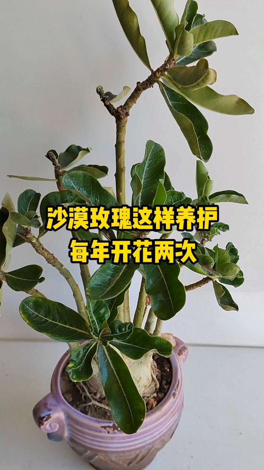 沙漠玫瑰的养殖方法图片