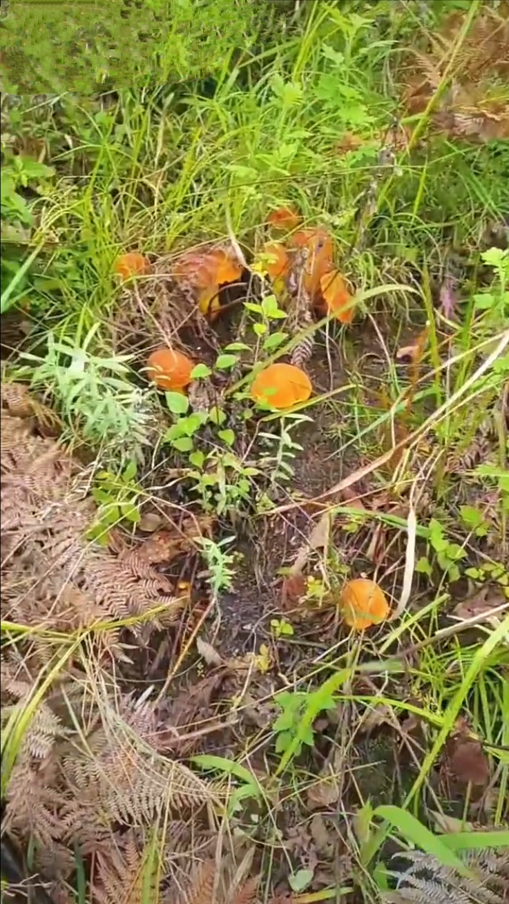 别名:金柄牛肝菌,黄牛肝,老虎头. 生长季节:生长盛期6~10月份