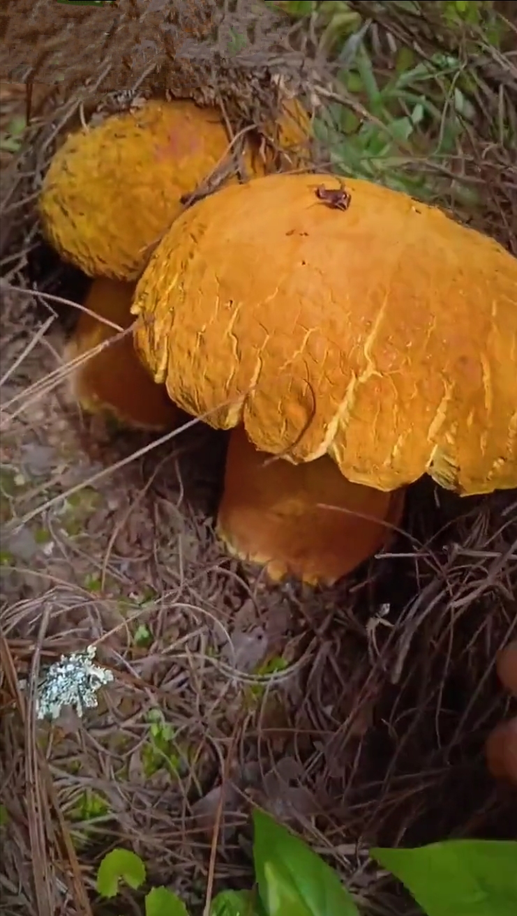 别名:金柄牛肝菌,黄牛肝,老虎头. 生长季节:生长盛期6~10月份.