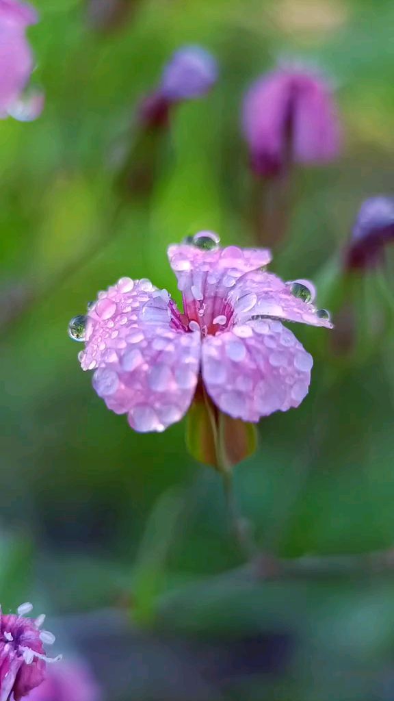 你的眼中,明暗交杂,一笑生花