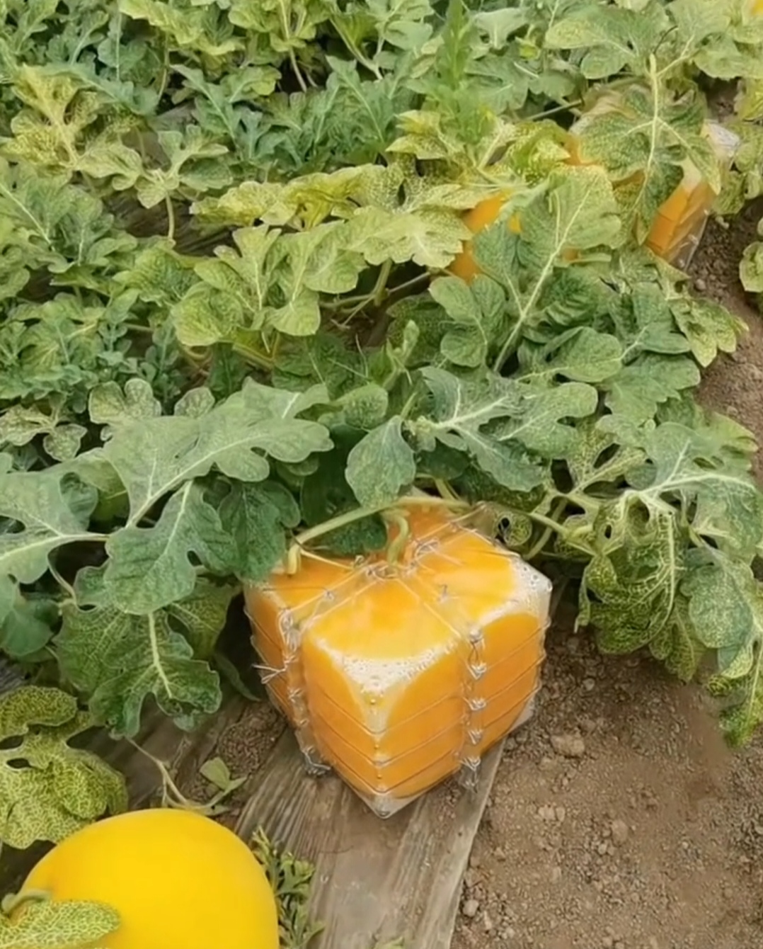方形西瓜种植基地套袋方西瓜西瓜盒子方形西瓜方形的西瓜怎么种出来的