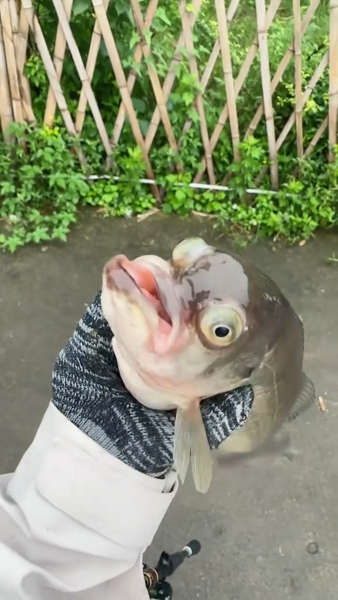 去郊区野钓,钓了条稀奇古怪的鱼上来,眼睛凸出来的,鱼唇的下唇比上唇