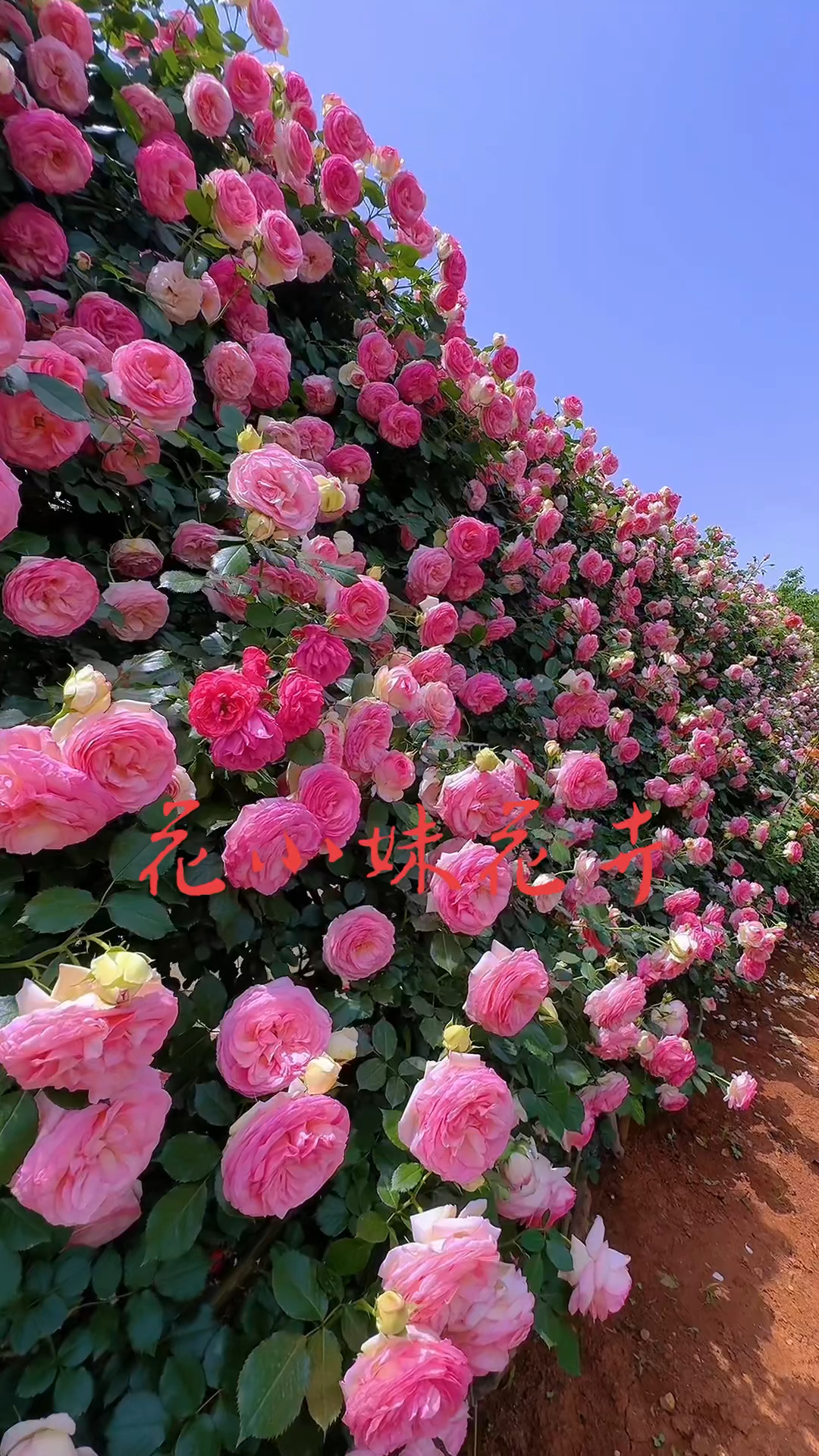 藤本月季粉色龙沙宝石开花效果太美了