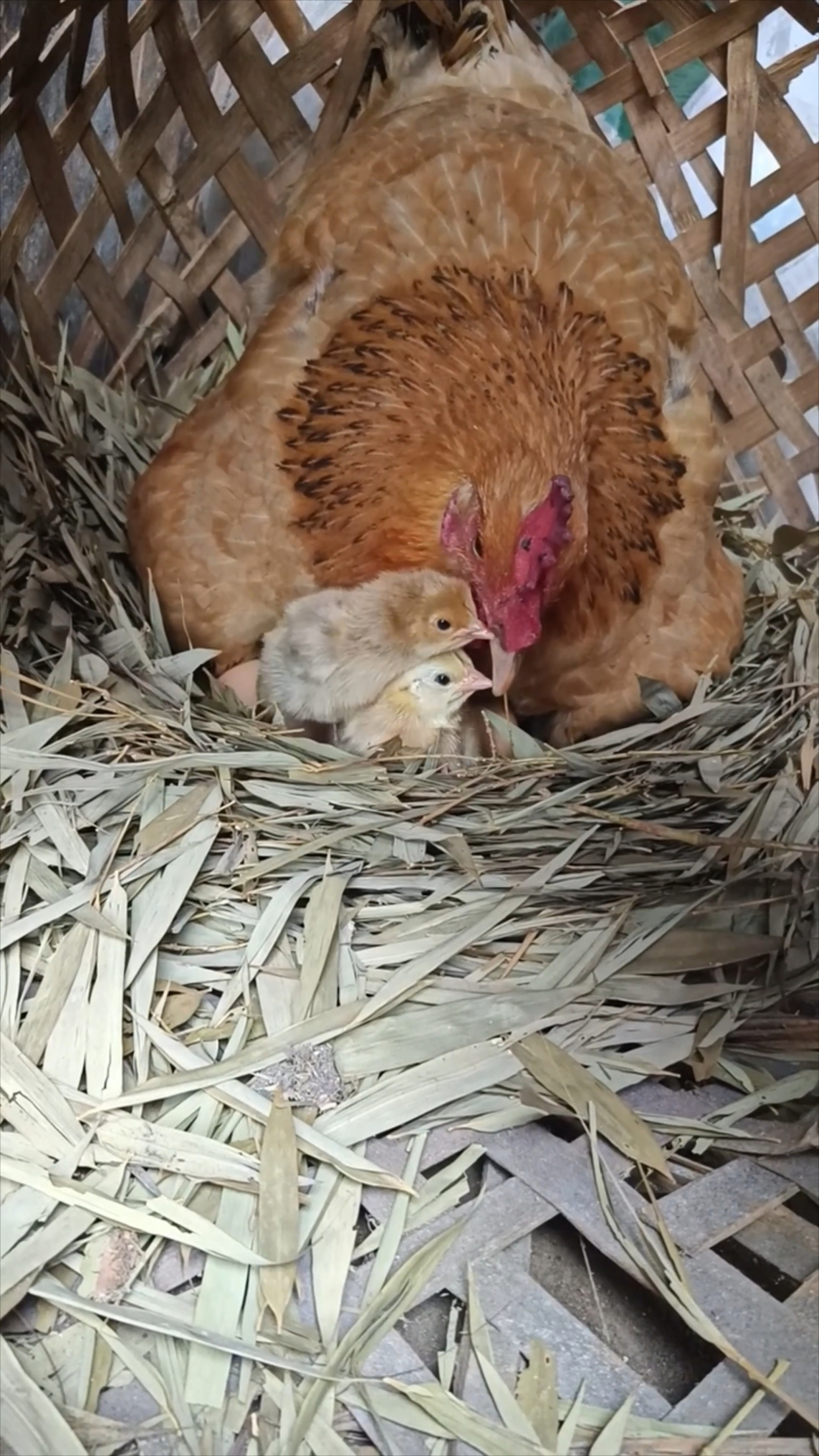 母鸡孵小鸡,好温馨的一家,宝宝太可爱了