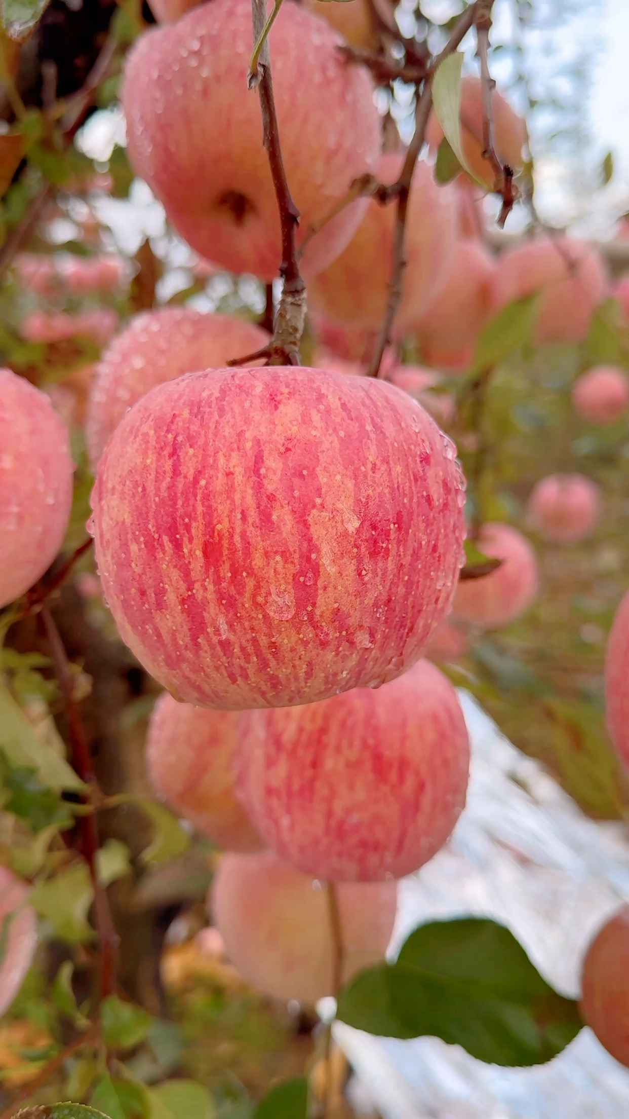 河南特产灵宝苹果,果香浓郁,汁水多,酸甜可口,有喜欢吃的吗?