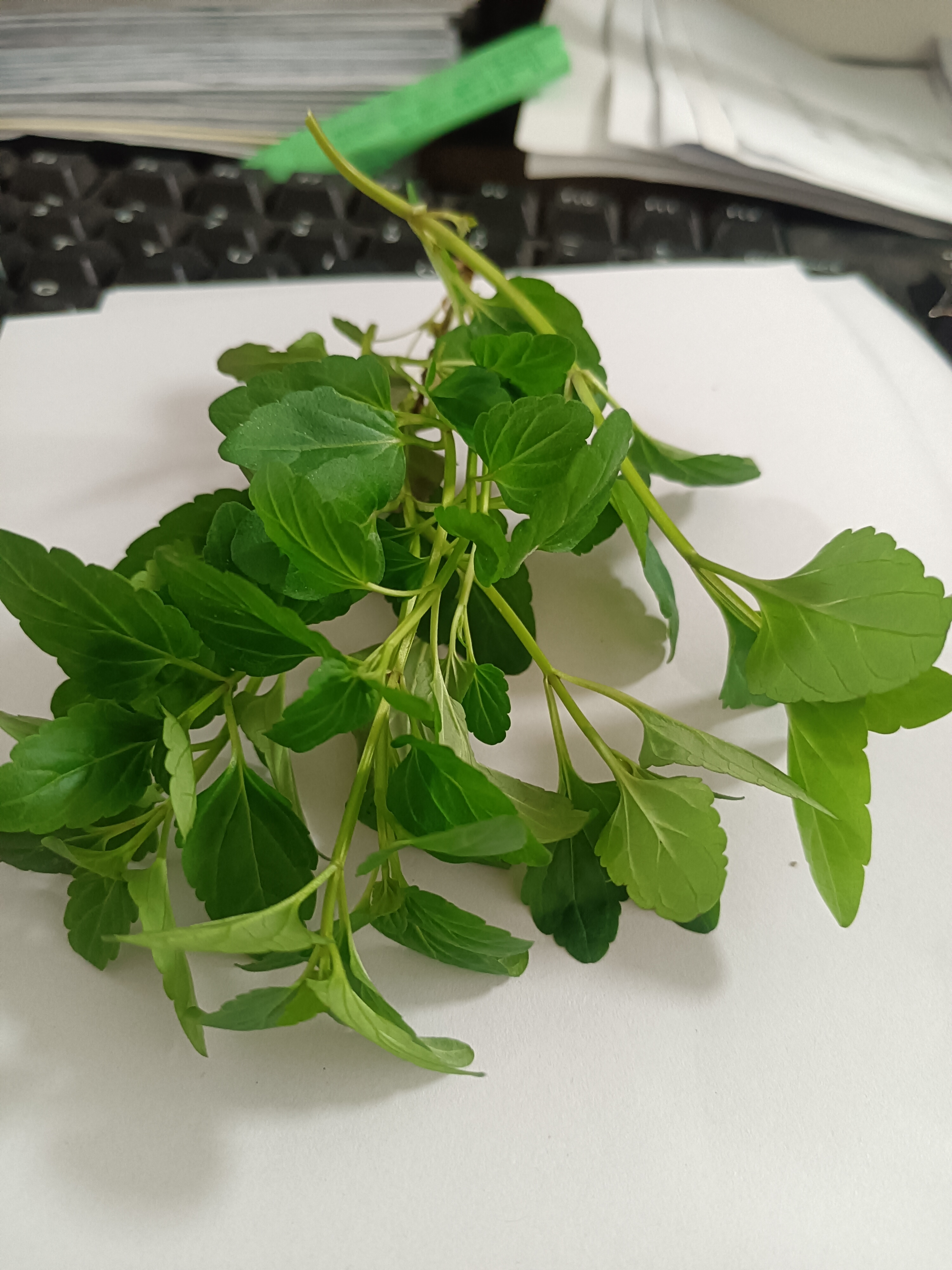 这个长得挺好,没长大那个老人就割了,一年割几次.问他这是什么?