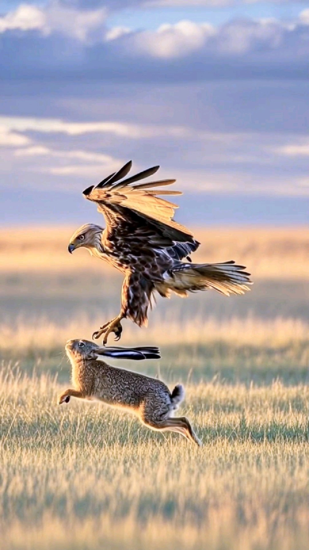 老鹰抓兔子弱肉强食的动物世界
