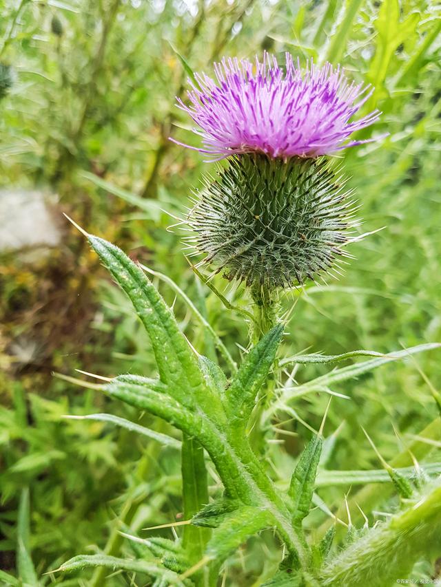 每日一植——大蓟      大蓟,菊科,多年生宿根草本.
