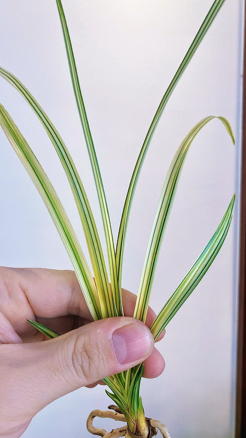 蕙兰经典铭品秀香锦