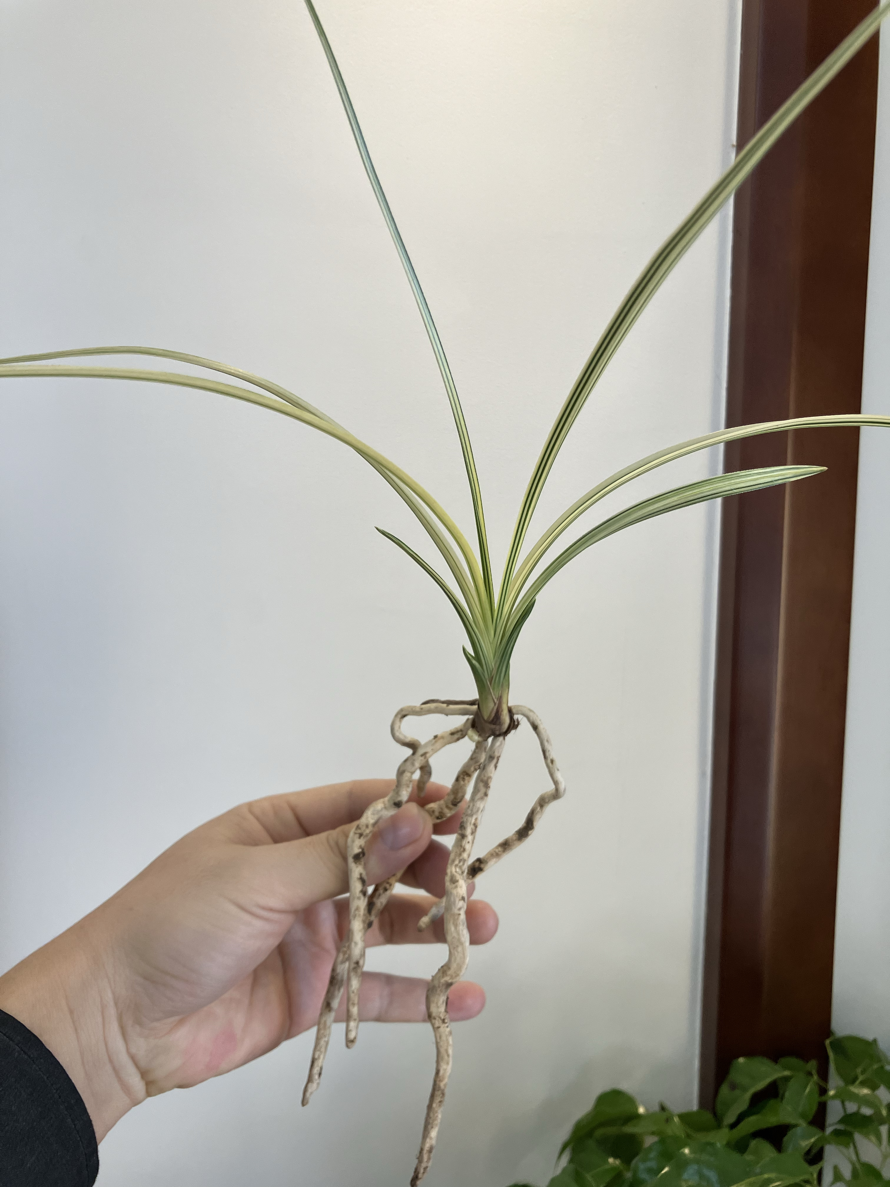 蕙兰热门叶花双艺品种:秀香锦 1超级壮苗带1胖芽点 叶艺漂亮完美