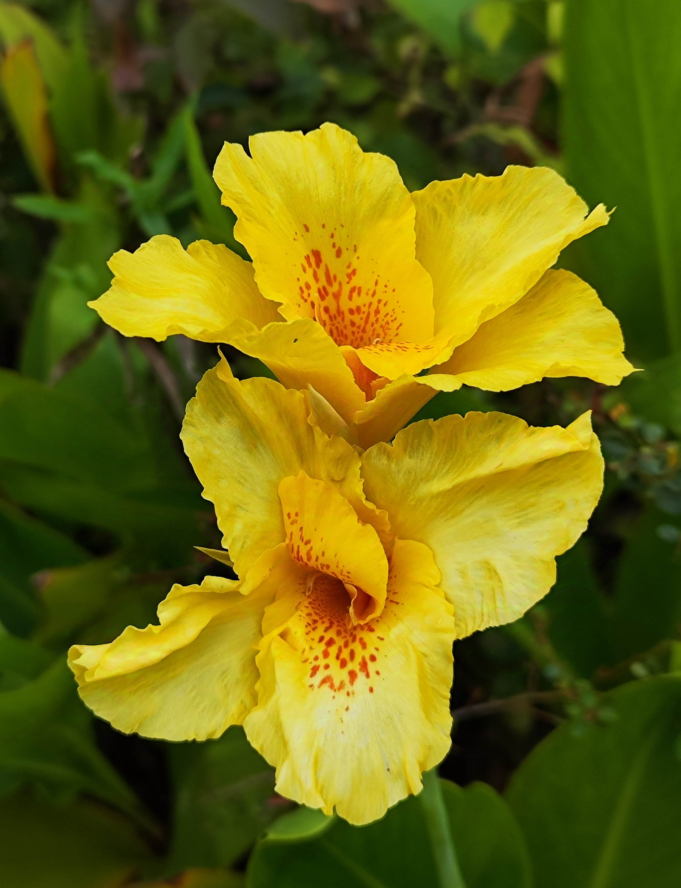 秋日漫步# 美人蕉寓意着坚韧不拔和顽强的意志力.