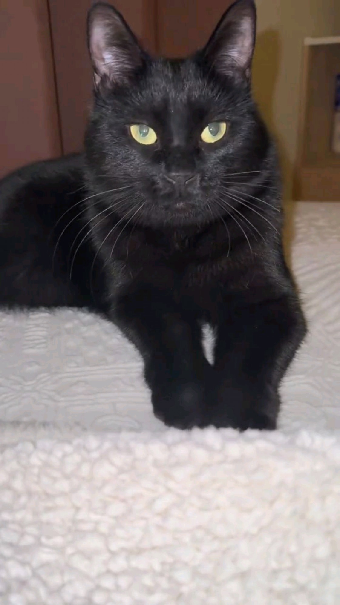 拍到一只黑不溜秋一点杂毛都没有黑猫,都说黑猫辟邪不知道真假
