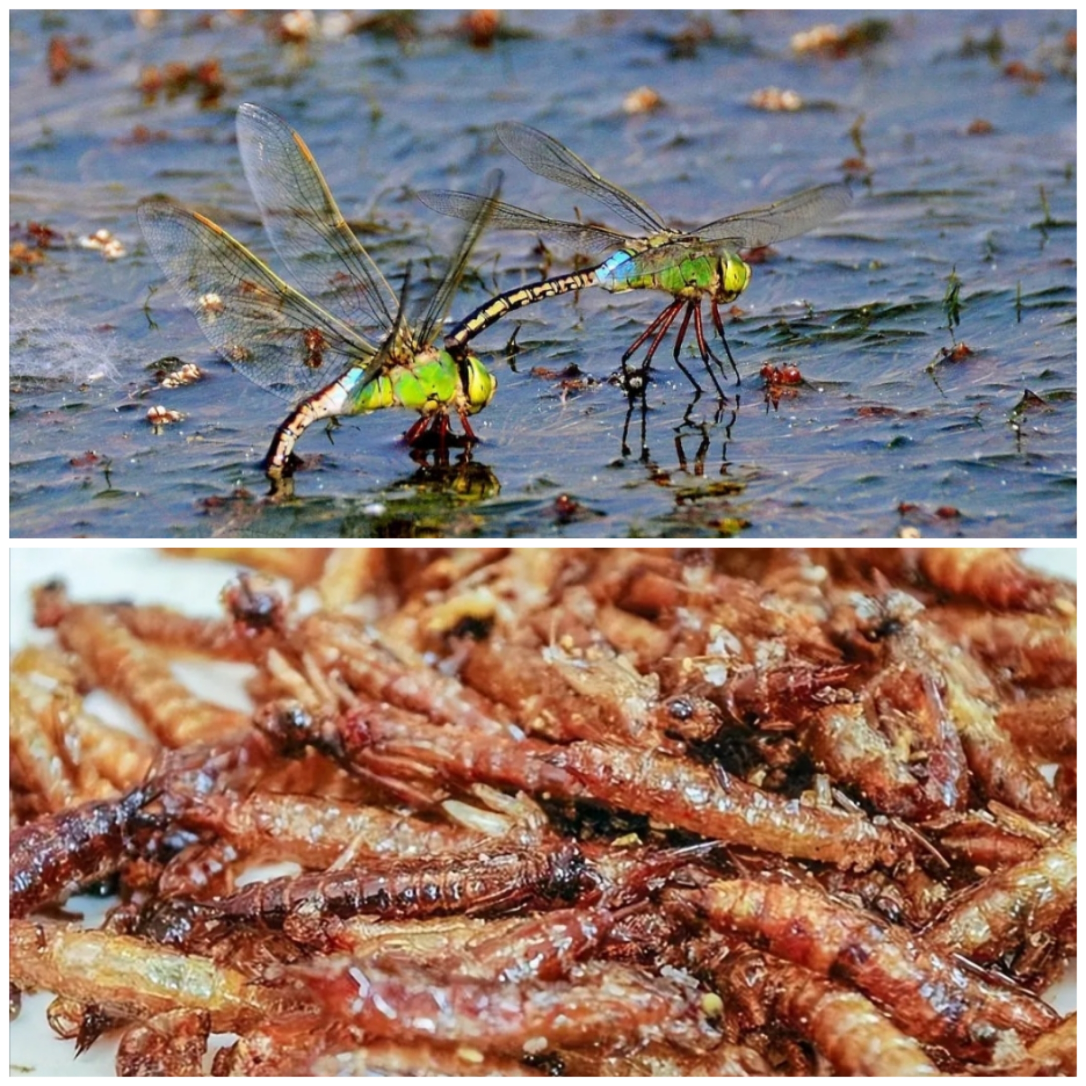 水虿的天敌图片