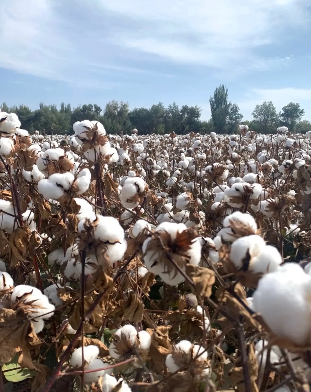 山东的棉花田