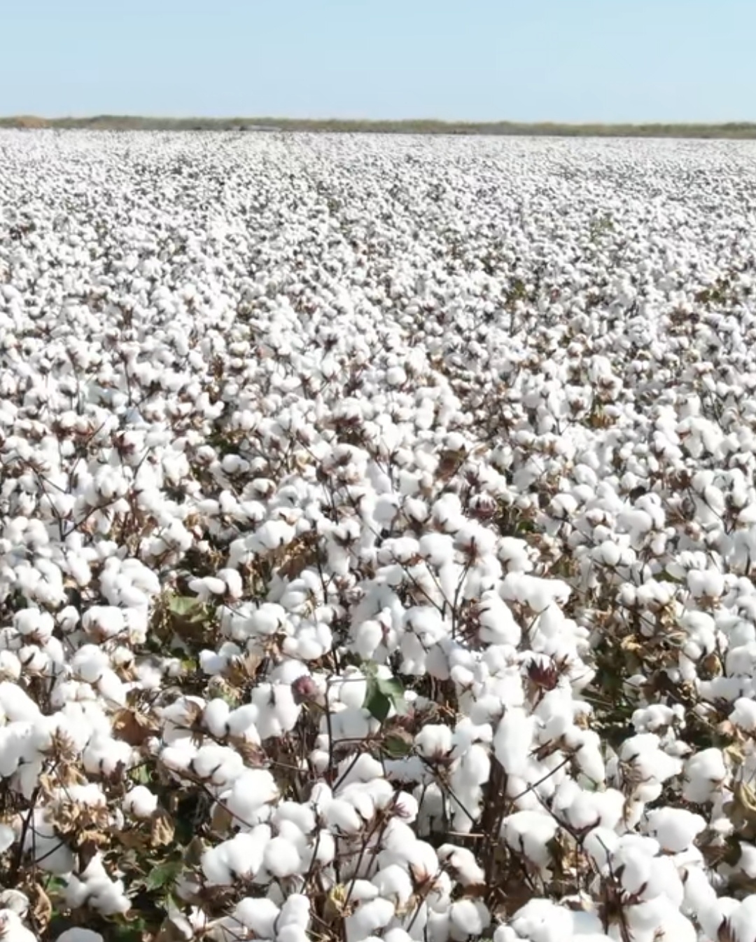 山东的棉花田