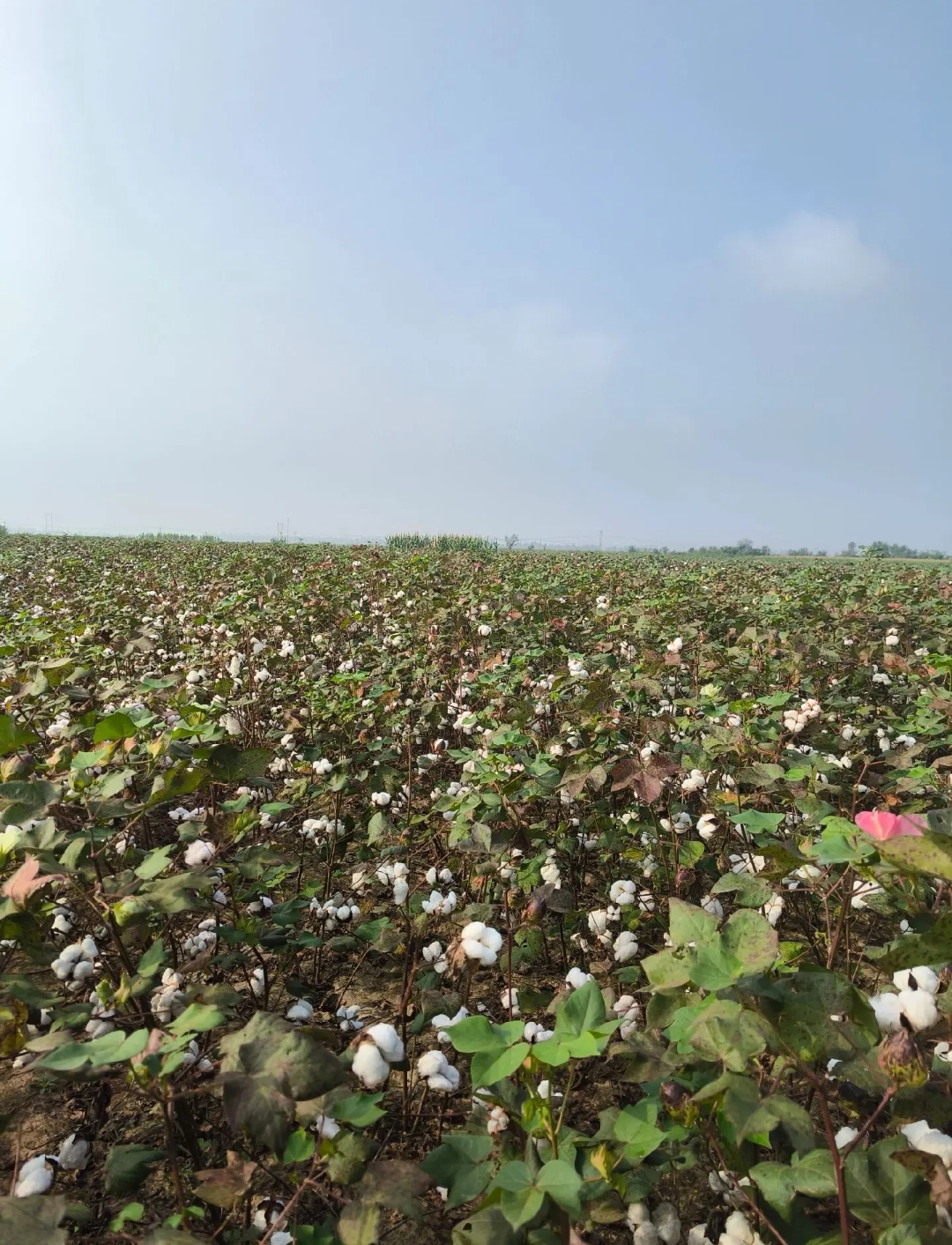 河北的棉花田