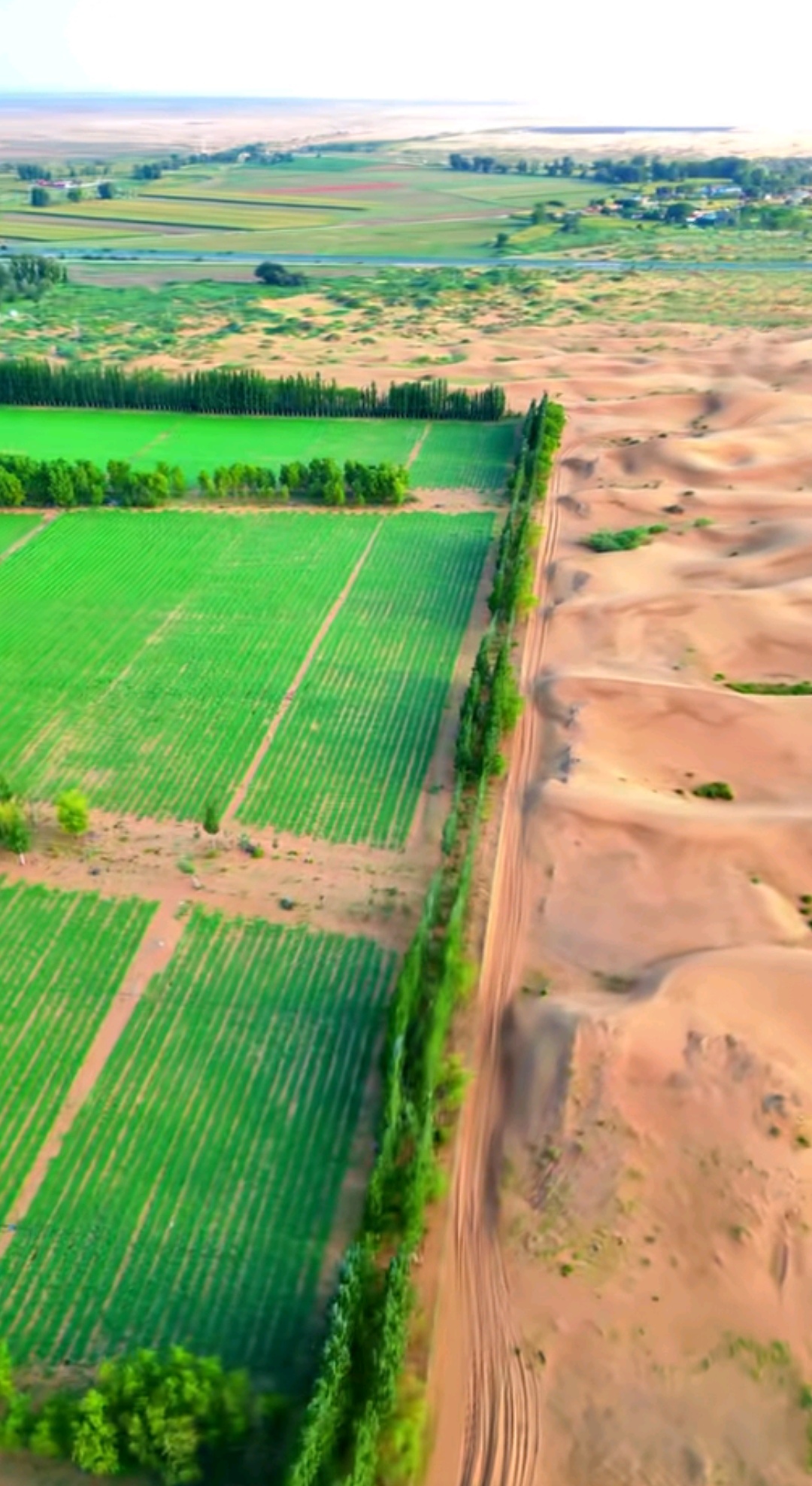 中东的沙漠绿洲