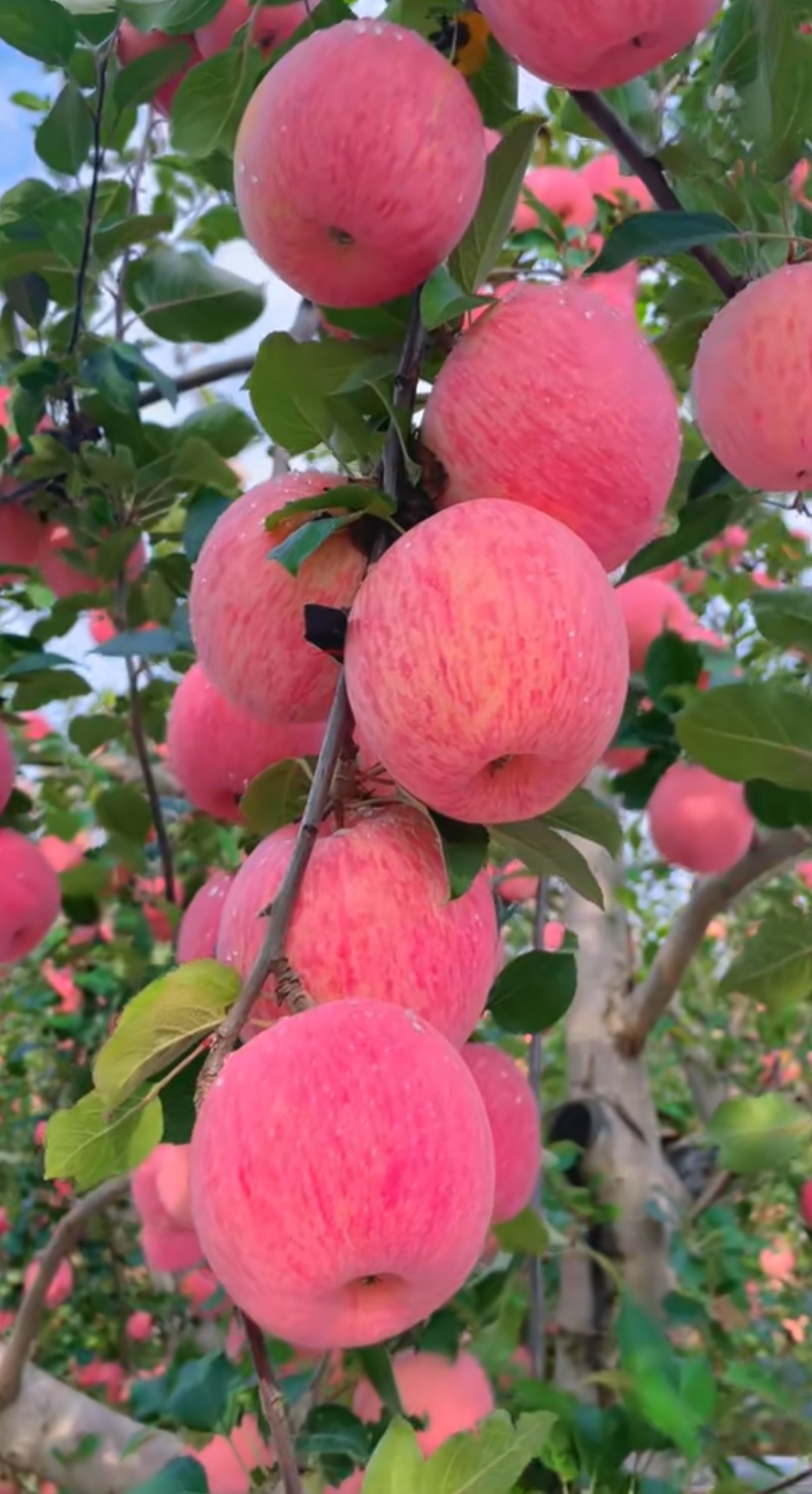 河南灵宝的大苹果