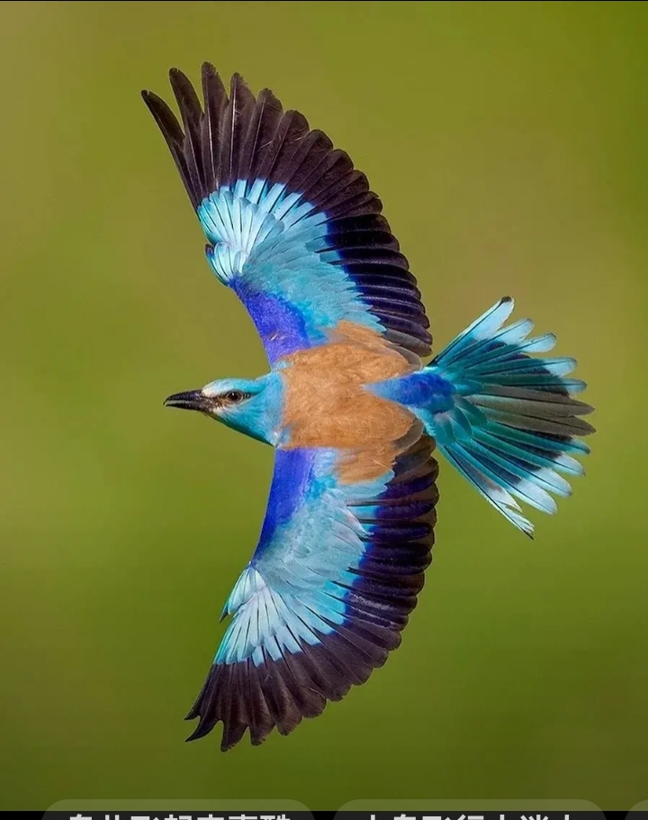 飞行中的鸟类图片分享