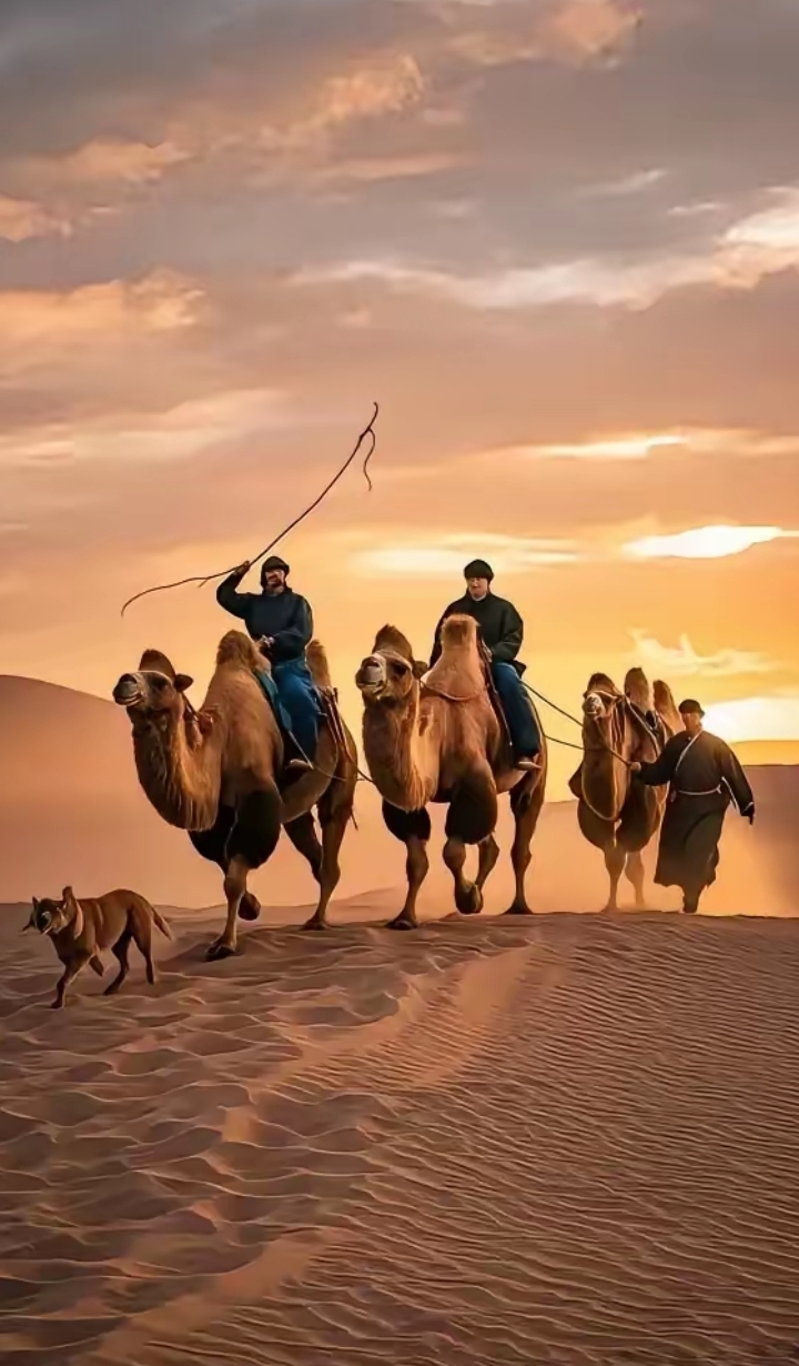 图片分享:沙漠落日下的骆驼队