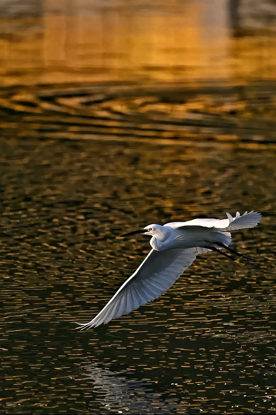 ,别名为小白鹭,白鹤,鹭鸶等,鹭科白鹭属鸟类