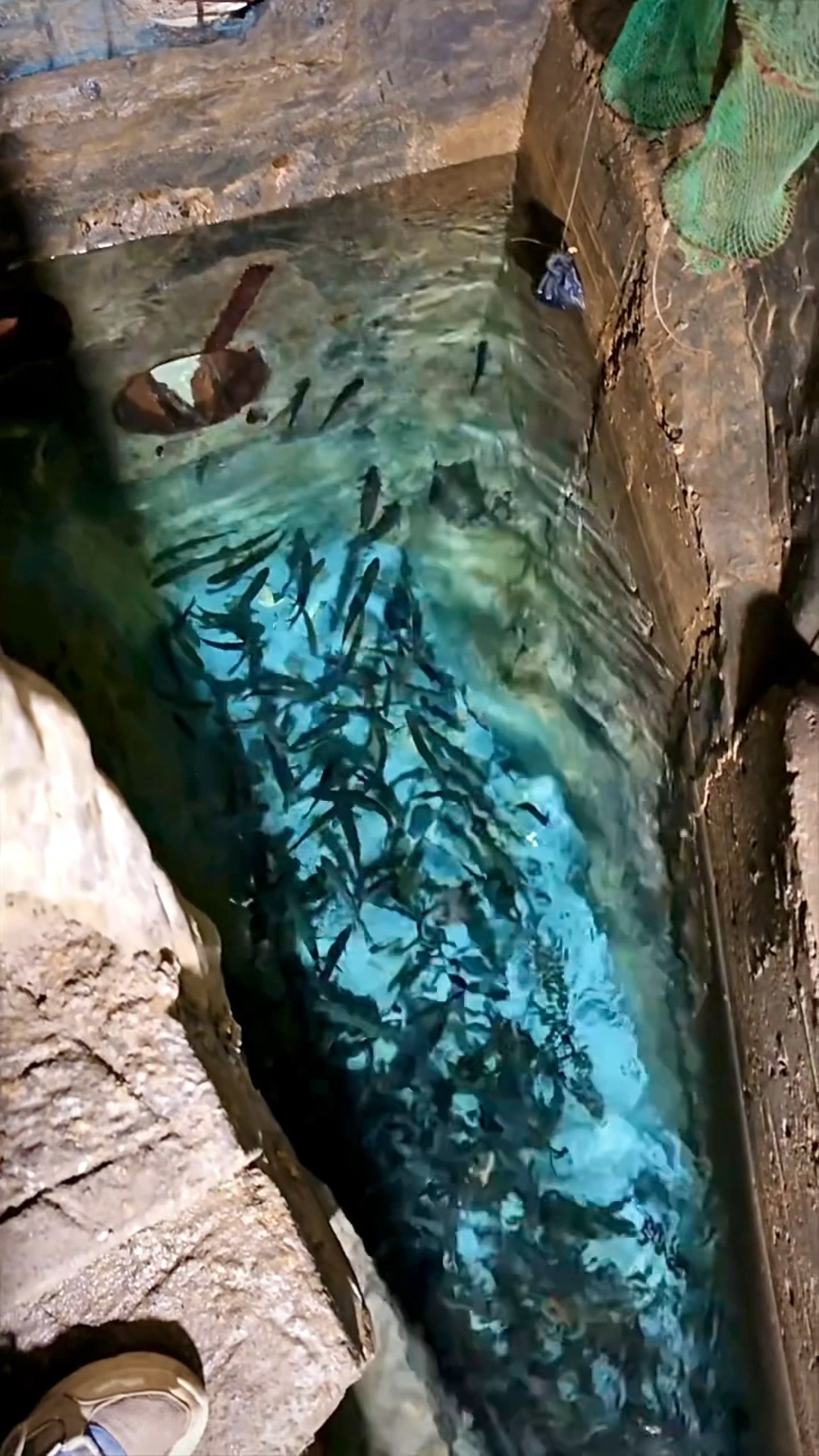 重庆一老汉,因托梦从家中地下挖出鱼泉,最多一天出鱼1000多斤!