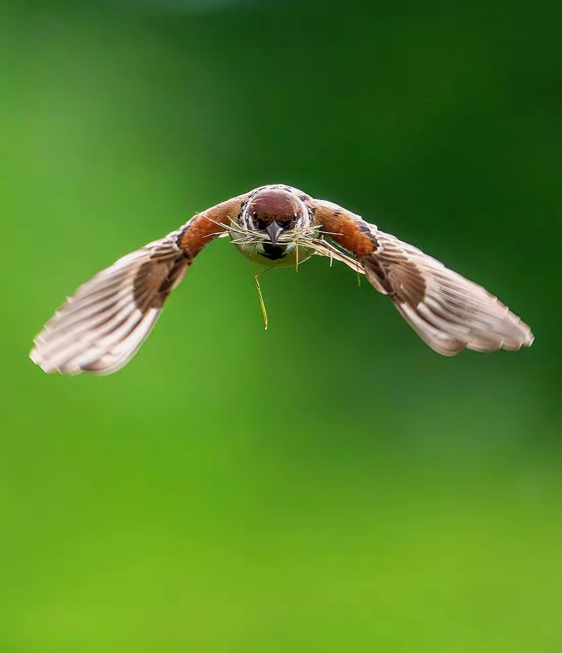 拍到了麻雀叼草絮窝的辛苦瞬间,筑巢期间每天往返几百次,小麻雀精神