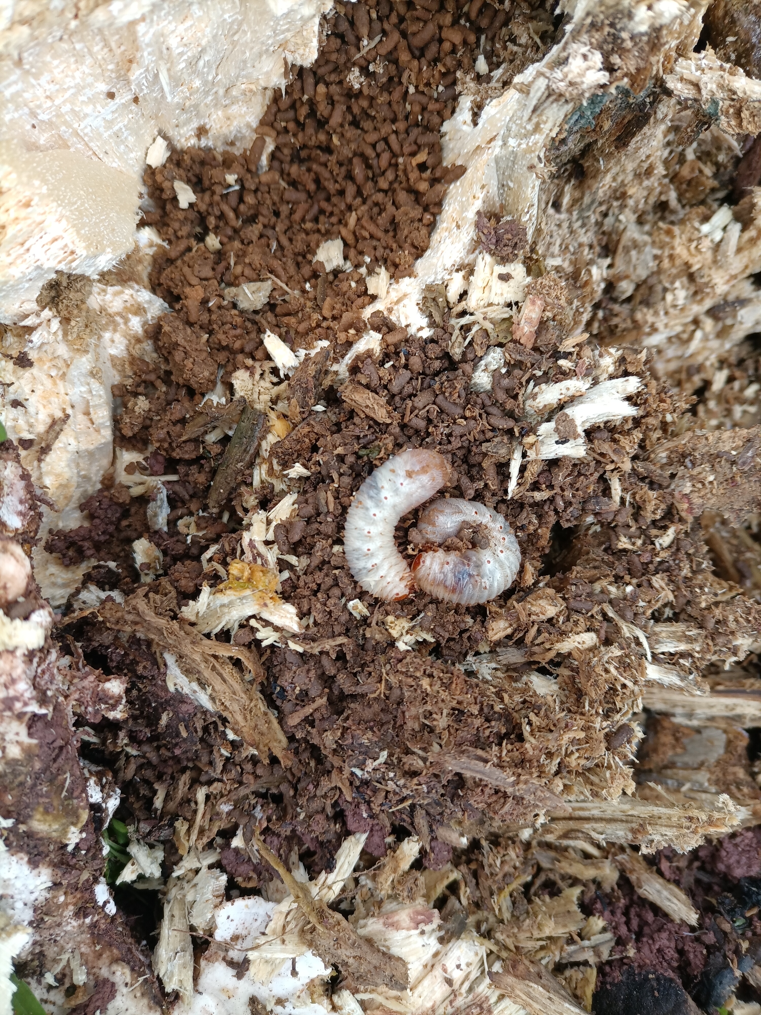 这种老母虫是不是蛋白质丰富,白白胖胖的,可惜没吃过