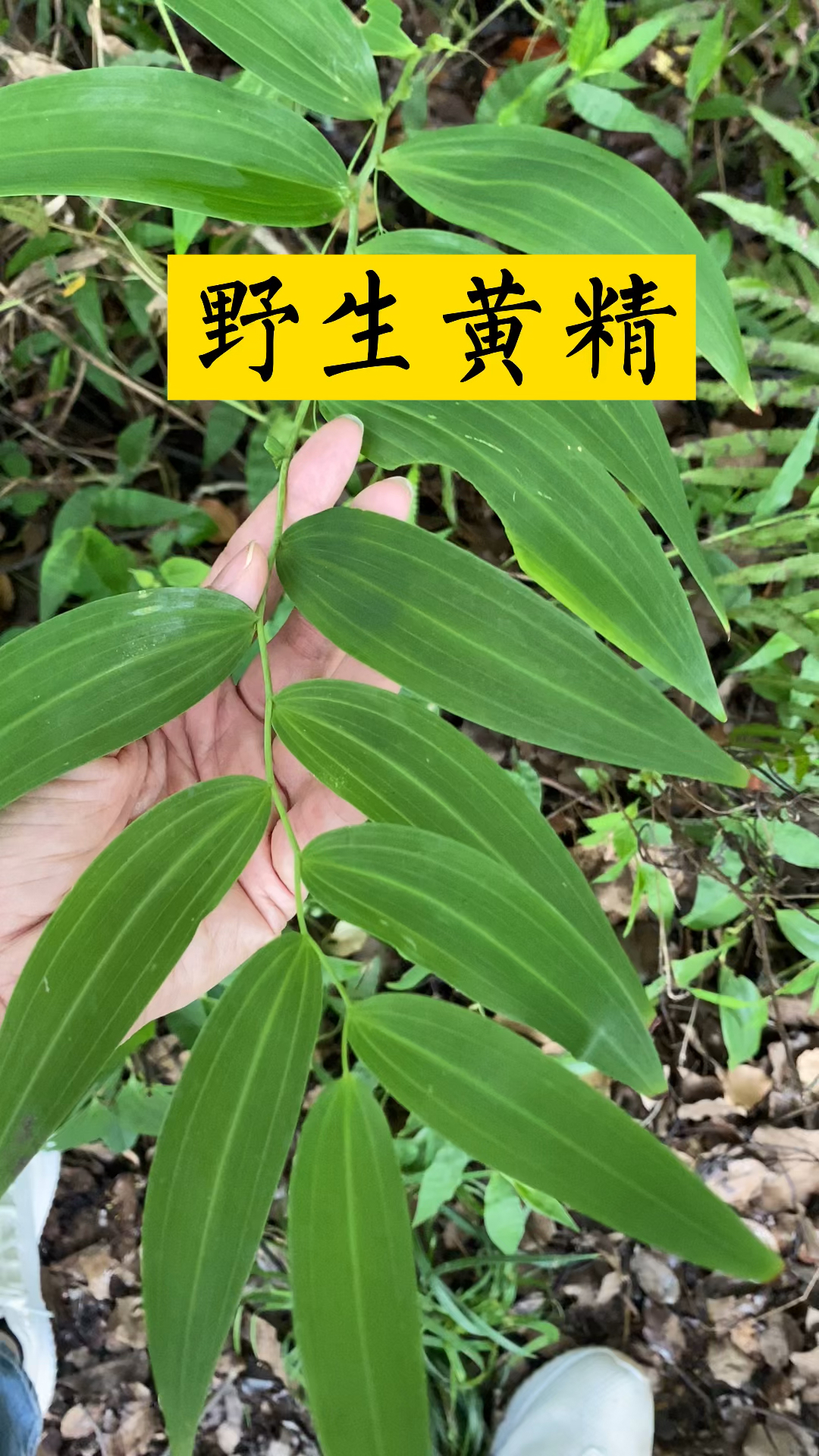 野生黄精生长的环境,你们那里还有这样的植物吗?