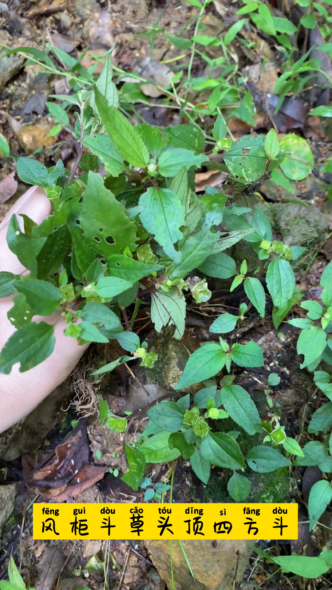 野生风柜斗草又叫风谷草