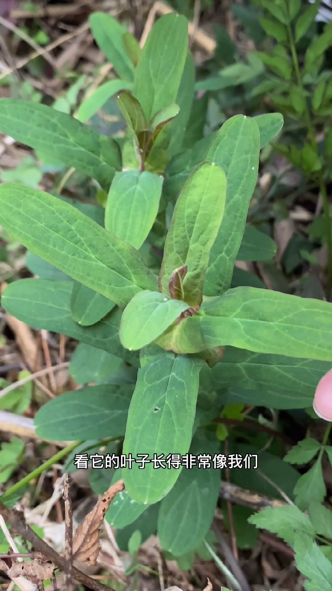 对对草长什么样子图片图片