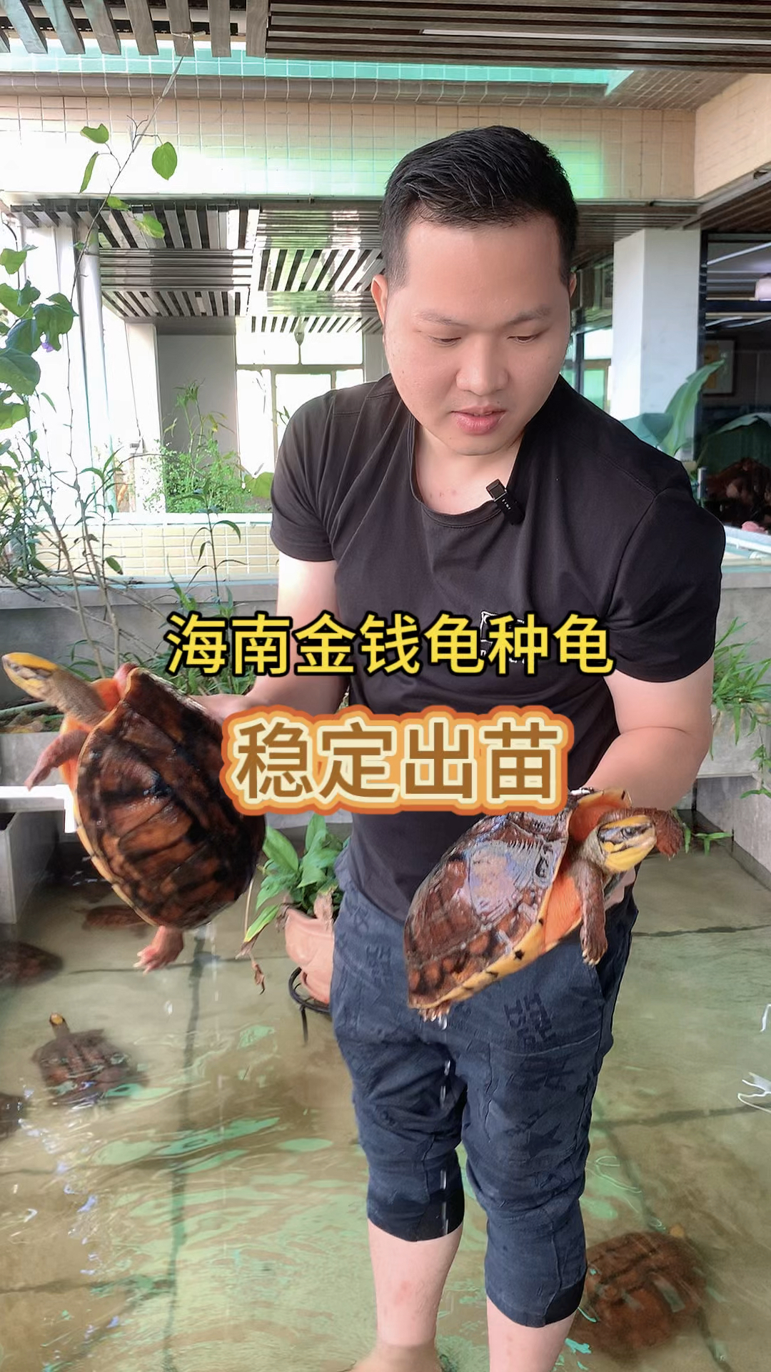 海南金钱龟种龟!成熟稳产!稳定出苗!