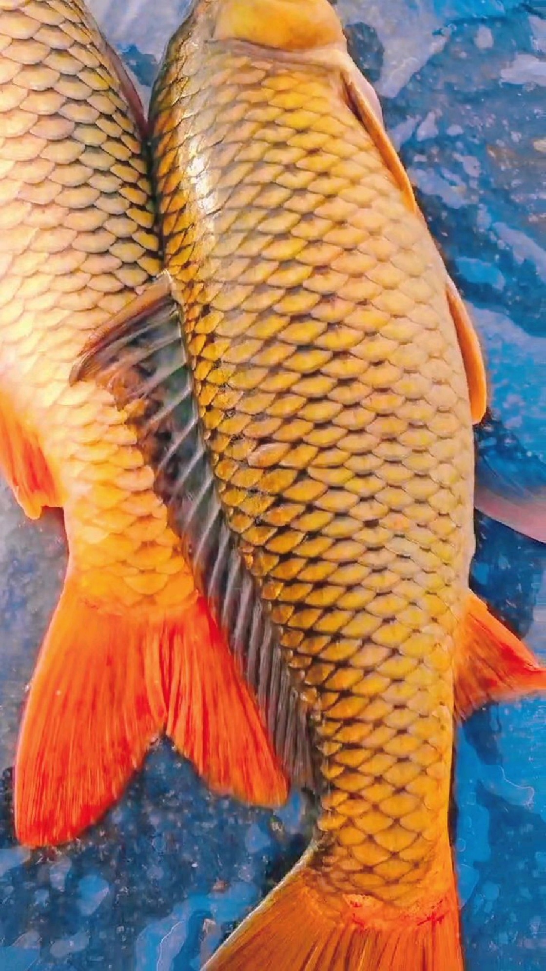 黄河大鲤鱼金鳞赤尾真漂亮