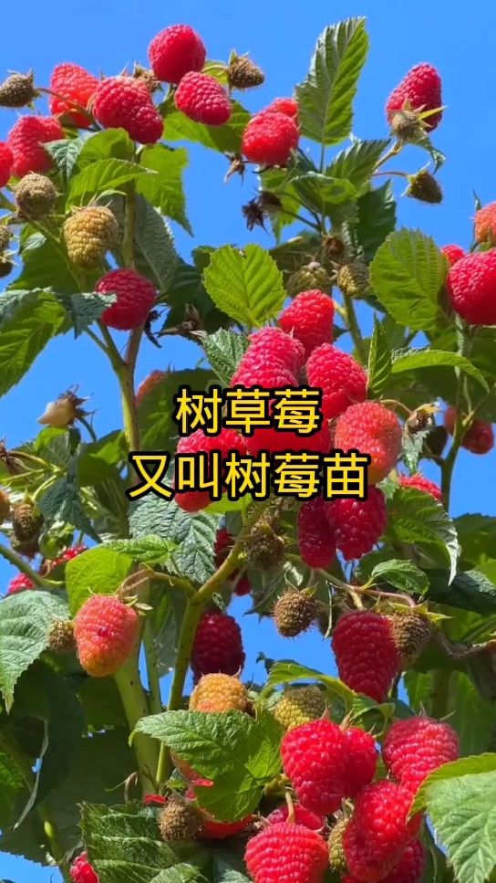 树莓苗,又叫树草莓