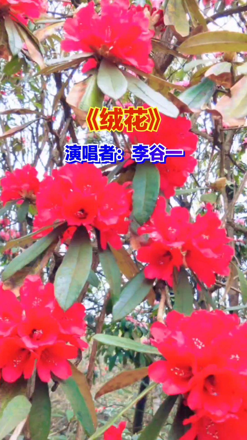 《绒花》电影《小花》插曲