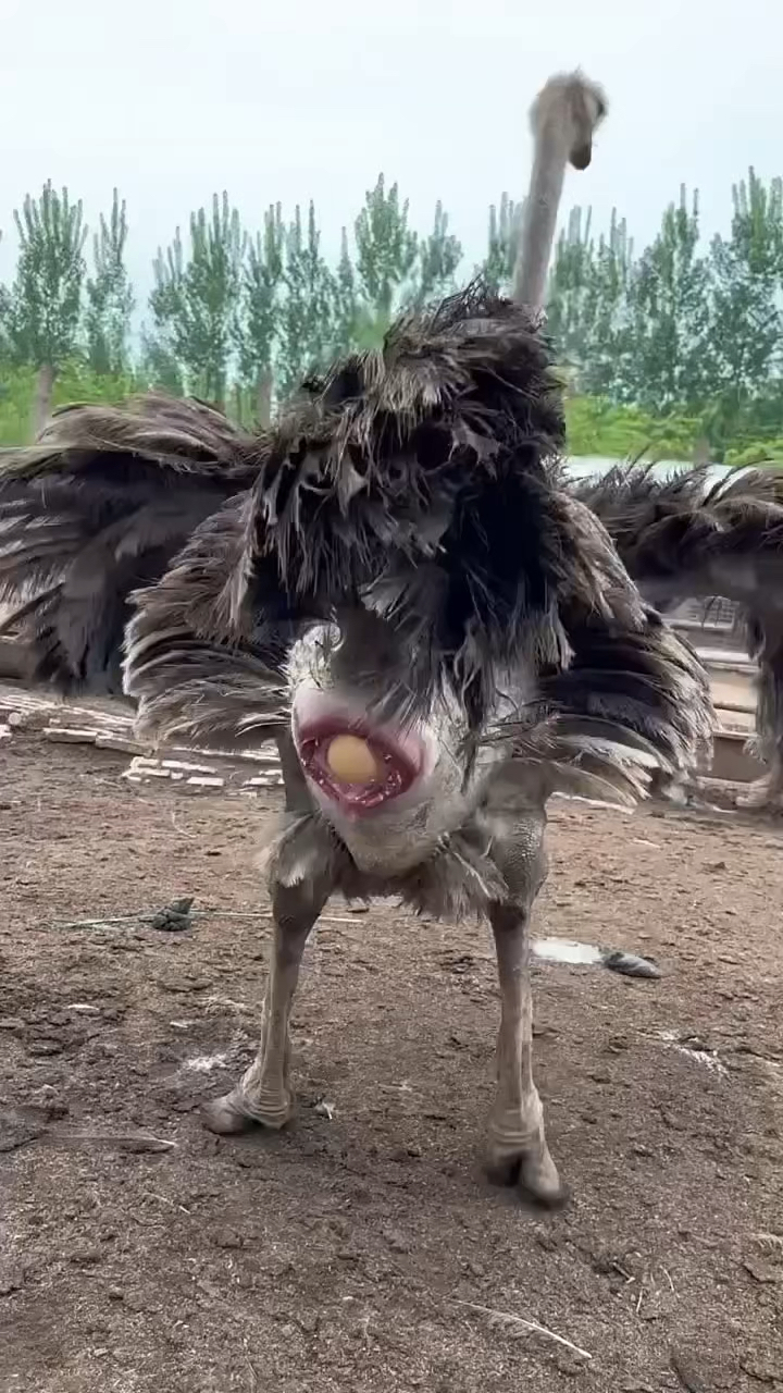 鸵鸟泄殖腔图片